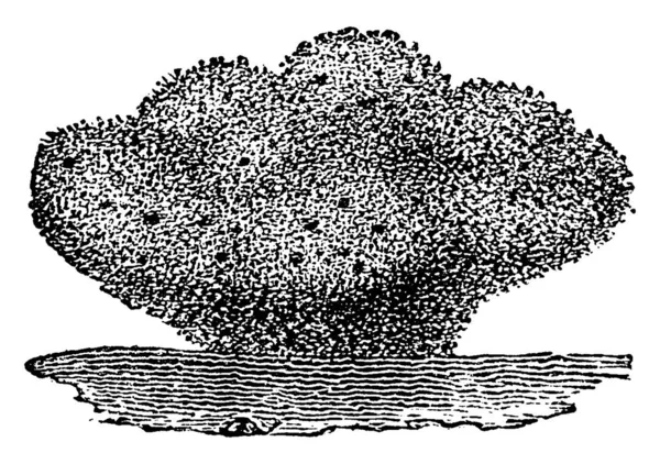 スポンジ ヴィンテージには 図が刻まれています 1880 動物の自然史 — ストックベクタ