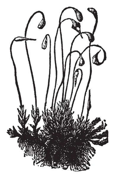 苔は他の多くの植物のように種子を必要はありません 彼らは胞子 ビンテージの線描画や彫刻イラストによって広がる — ストックベクタ