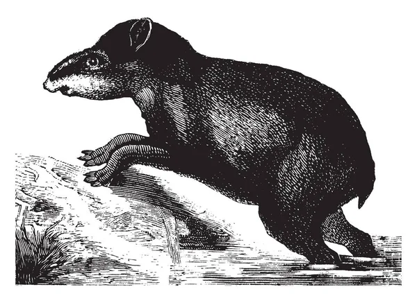 塔皮尔是一种大型食草哺乳动物 形状类似于猪 复古线条画或雕刻插图 — 图库矢量图片