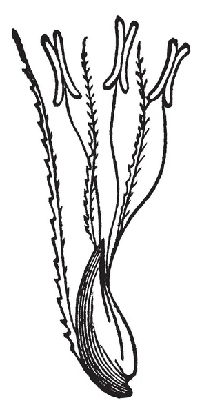 Paso Cultivo Semillas Sigma Adhieren Las Semillas Por Filamento Dibujo — Vector de stock