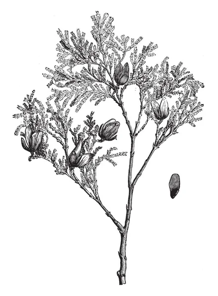 Ein Fruchtbarer Zweig Und Geflügelter Same Von Libocedrus Chilensis Vintage — Stockvektor