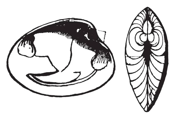 タテジマフジツボは亜門甲殻綱 ヴィンテージの線描画や彫刻イラストのフジツボふじつぼ類の属 — ストックベクタ