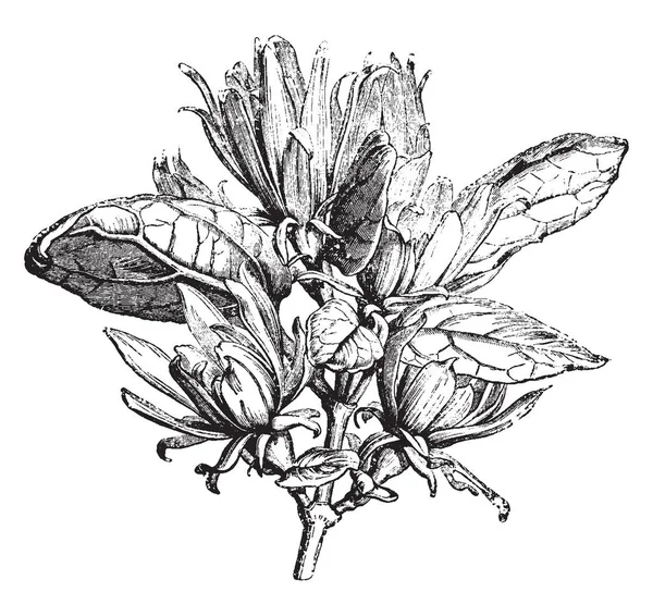 这是夏蜡梅 Levigatus 的开花枝 花朵是一个耸人听闻的紫色 复古线条画或雕刻插图 — 图库矢量图片