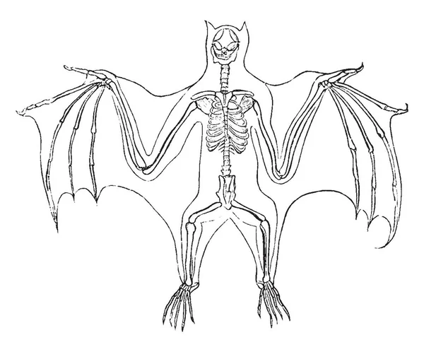 Esqueleto Murciélago Que Las Extremidades Delanteras Son Mucho Más Largas — Archivo Imágenes Vectoriales