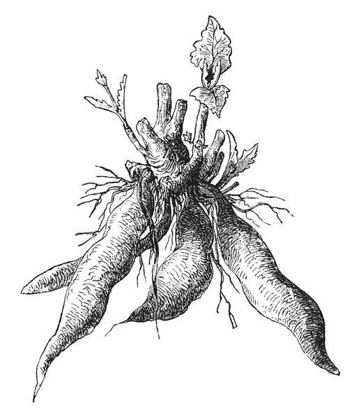 画像は Polumnia 草を見せています その一般的な名前はヤーコンです これは多年生の植物です この植物の塊茎は食用 ビンテージ ライン図面やイラストを彫刻 — ストックベクタ