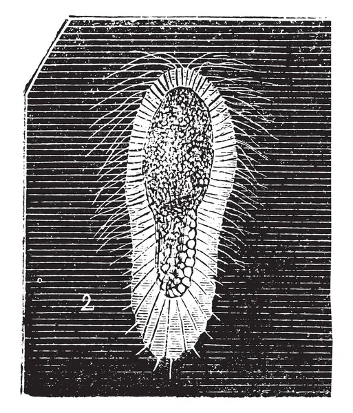 Larva Spugna Fibrosa Illustrazione Incisa Vintage Storia Naturale Degli Animali — Vettoriale Stock