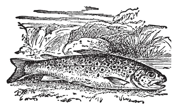 Wspólna Rzeka Pstrąg Jest Terminem Stosowanym Ogólnie Różnych Gatunków Ryb — Wektor stockowy