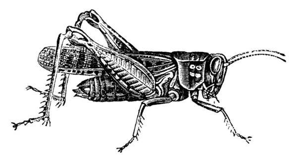 イナゴ ヴィンテージには 図が刻まれています 1880 動物の自然史 — ストックベクタ