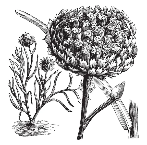 Uma Imagem Mostra Polycalymma Stuartii Fowering Plant Planta Com Flor —  Vetores de Stock