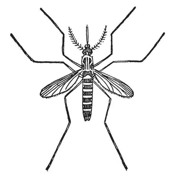 Stegomyia Est Genre Moustiques Famille Des Stegomyia — Image vectorielle