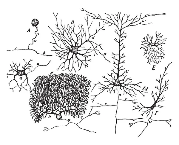 Purkinje Cel Van Cerebellaire Cortex Vintage Lijntekening Gravure Illustratie — Stockvector