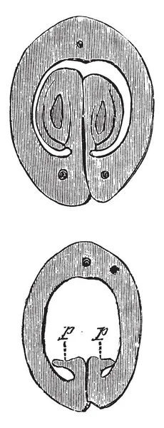 Afbeelding Weergegeven Dwarsdoorsnede Van Het Ovarium Van Actaea Spicata Vintage — Stockvector