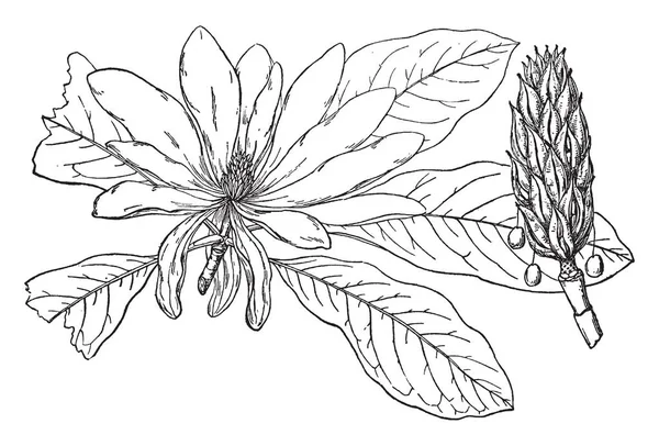 このフレームでは Mangolia ツリーとマグノリア Tripit と呼びます マグノリア Triptila 木芽と花がいっぱいで ビンテージ ライン描画または彫刻イラスト — ストックベクタ
