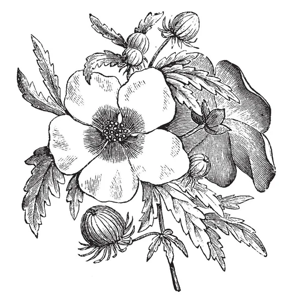Obraz Jest Hibiscus Trionum Roślin Kwiat Sekcji Tym Obrazie Kwiat — Wektor stockowy