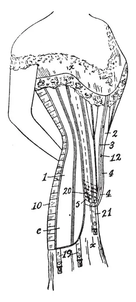 Corsé Del Traje Usa Para Apoyar Dar Forma Cintura Dibujo — Vector de stock