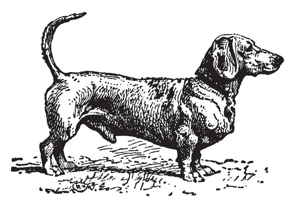 ダックスフントは 短い脚長いボディ ハウンド タイプの犬の品種 ビンテージの線描画や彫刻イラスト — ストックベクタ