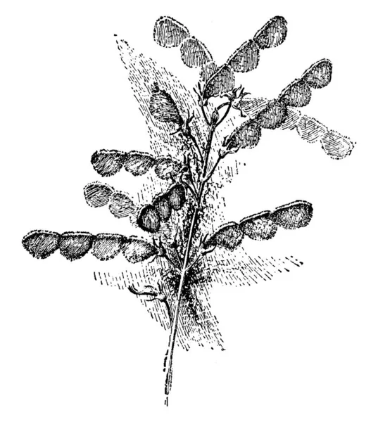 Bild Visar Desmodium Canadense Detta Växtart Familjen Baljväxter Och Det — Stock vektor