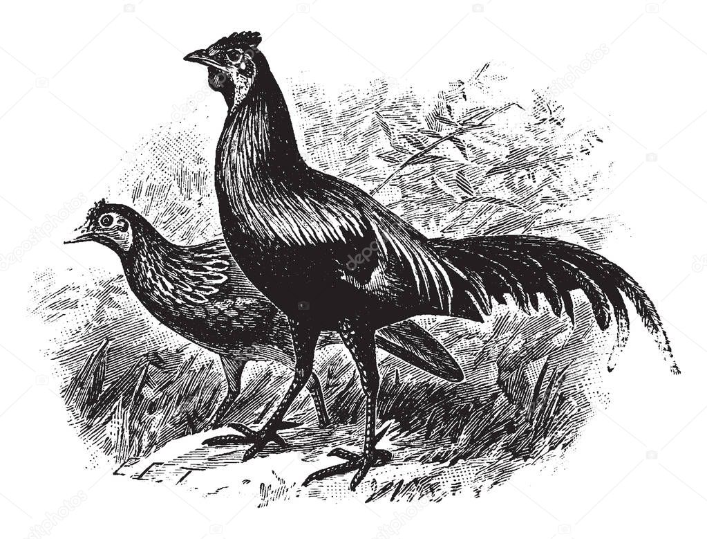 Red Junglefowl is a bird in the Phasianidae family of pheasants, vintage line drawing or engraving illustration.