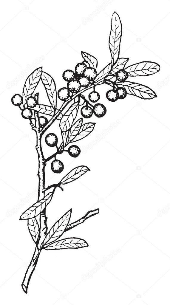 Shrub of a genus that includes holly and its relatives, vintage line drawing or engraving illustration.