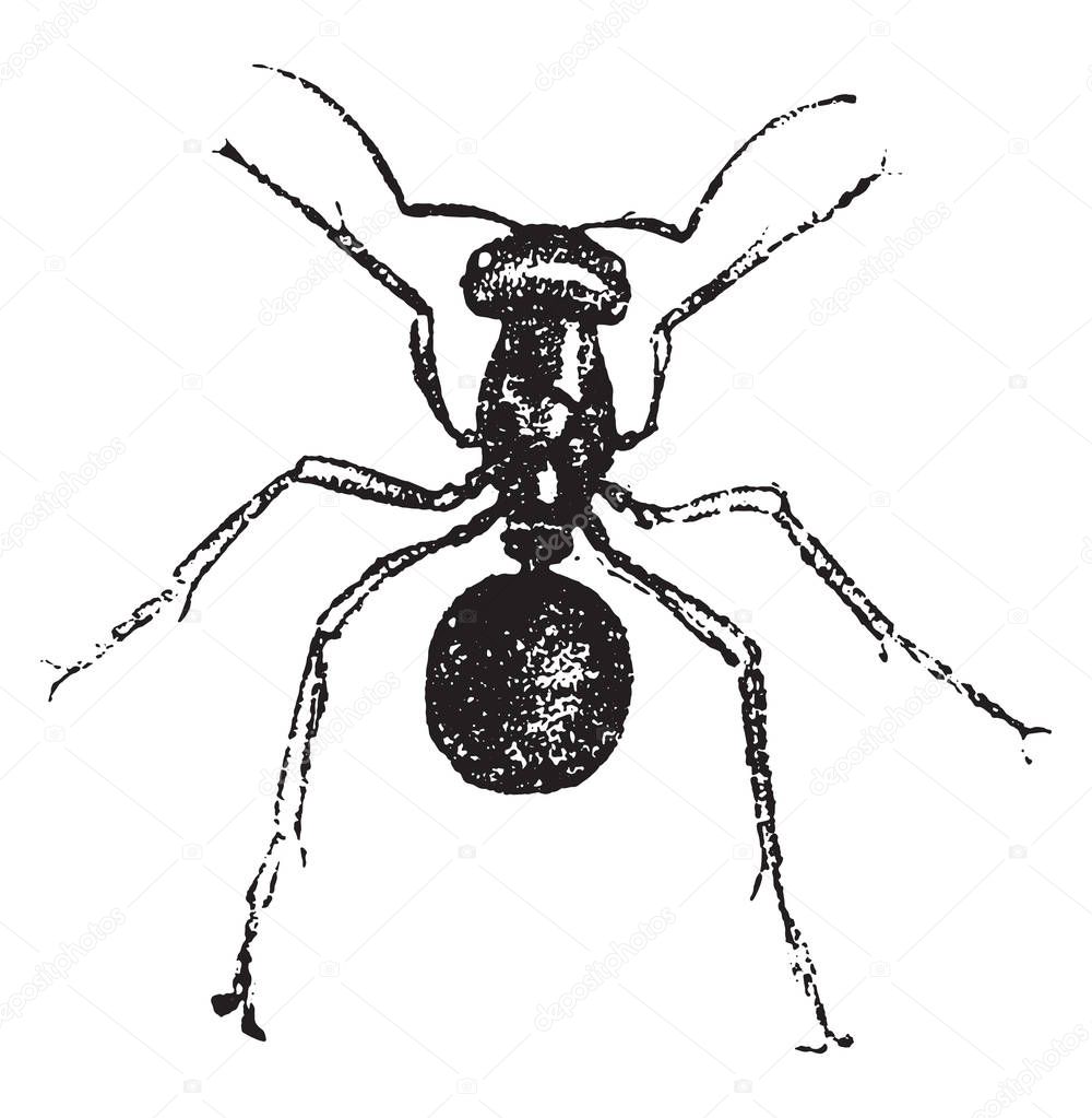 Ant, vintage engraved illustration. Natural History of Animals, 1880