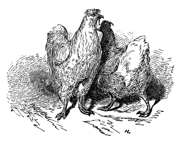 Gallina Macho Hembra Ilustración Grabada Vintage Chemin Des Ecoliers 1861 — Archivo Imágenes Vectoriales