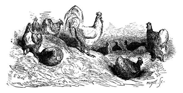 Grupp Kyckling Vintage Ingraverad Illustration Från Chemin Des Ecoliers 1861 — Stock vektor