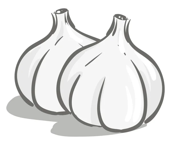 Semplice illustrazione vettoriale di due garlici bianchi su sfondo bianco — Vettoriale Stock