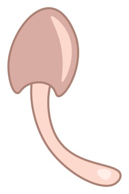 Şık bir mantar vektör veya renk illüstrasyon