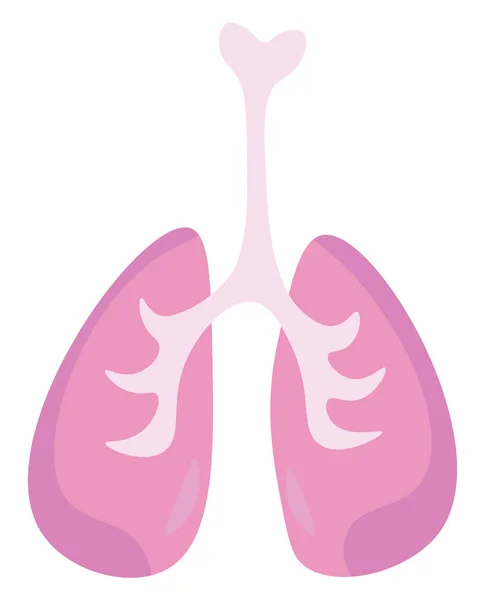 Un vector de órganos respiratorios internos o ilustración en color — Archivo Imágenes Vectoriales