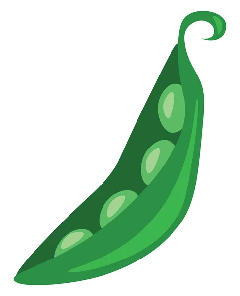 Un vecteur de gousse de haricot vert pelé ou une illustration couleur — Image vectorielle