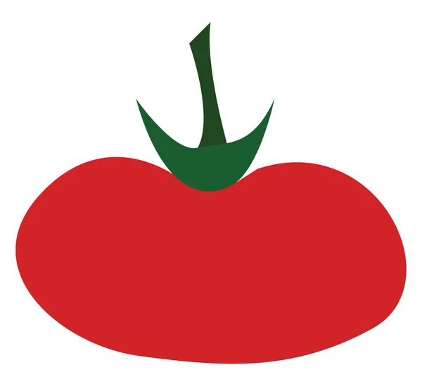 A fleshy tomato vector or color illustration — Stock Vector