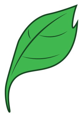 Yeşil yaprak vektör veya renk illüstrasyon