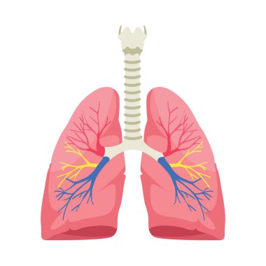 Beyaz arka planda insan akciğerleri anatomisi vektör illüstrasyon.