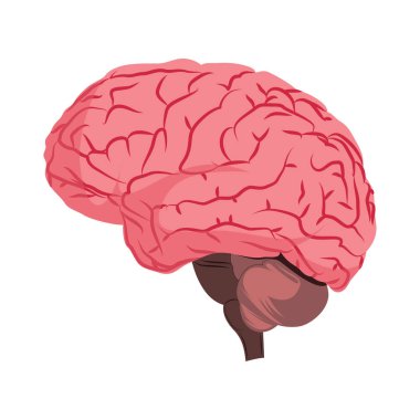 Beyaz arka üzerinde insan beyin vektör illüstrasyon anatomisi Deisign