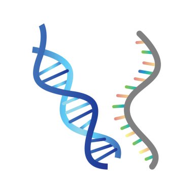 Beyaz arka planda DNA ve RNA vektör illüstrasyon