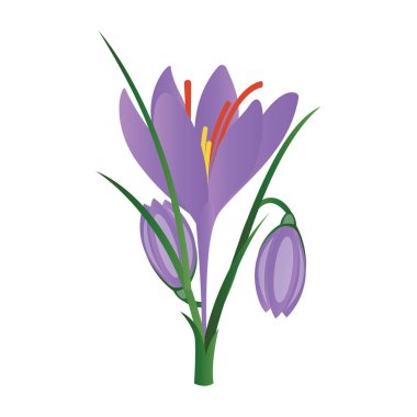 Beyaz arka planda mor Crocus çiçekler vektör Illustration