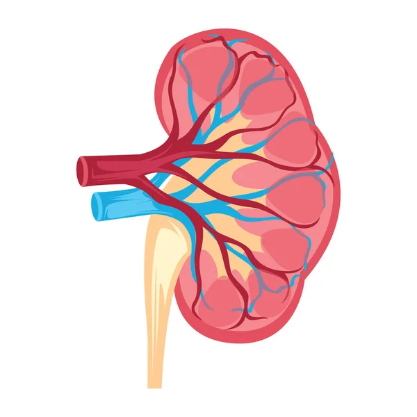 Diseño de anatomía del vector renal humano ilustración en la espalda blanca — Vector de stock