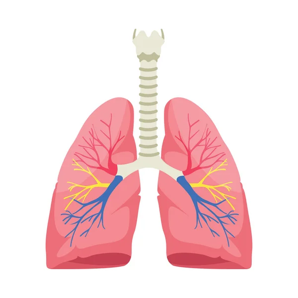 Beyaz arka planda insan akciğerleri anatomisi vektör illüstrasyon. — Stok Vektör