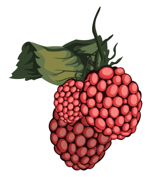 Ilustración vectorial de fruta roja de arándano con hoja verde blanca — Archivo Imágenes Vectoriales