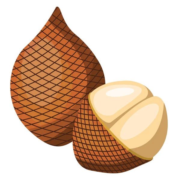 Illustration vectorielle de fruits salés bruns moitié d'un salak pelé wh — Image vectorielle