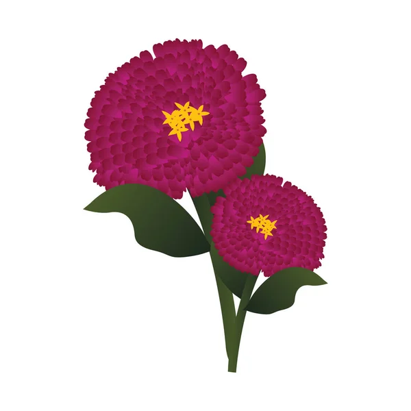 Ilustração vetorial de flores zinnia rosa brilhante com le verde —  Vetores de Stock