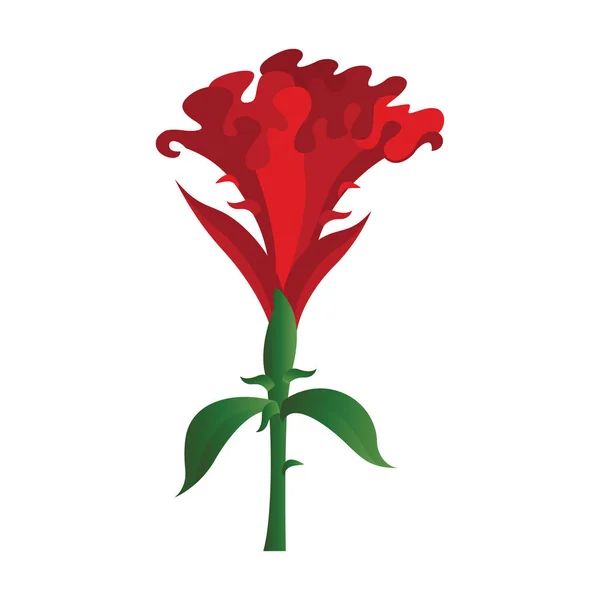 Vector illustratie van rode HANEKAM bloem op witte achtergrond. — Stockvector