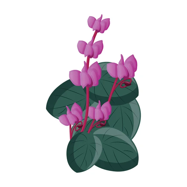 緑の葉のピンクのシクラメンの花のベクトルイラスト — ストックベクタ