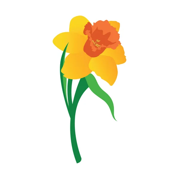 Vector illustratie van Oranje en gele narcisbloem met gr — Stockvector