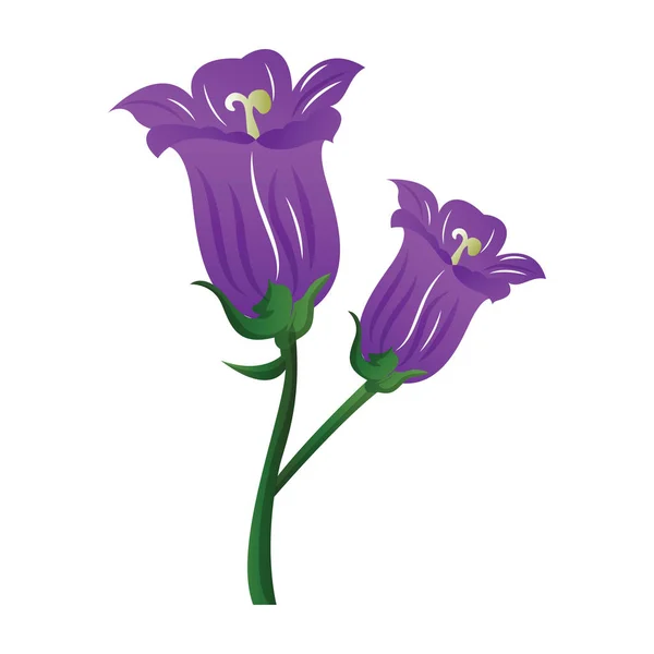 Illustrazione vettoriale fiori campanula viola su backgrou bianco — Vettoriale Stock