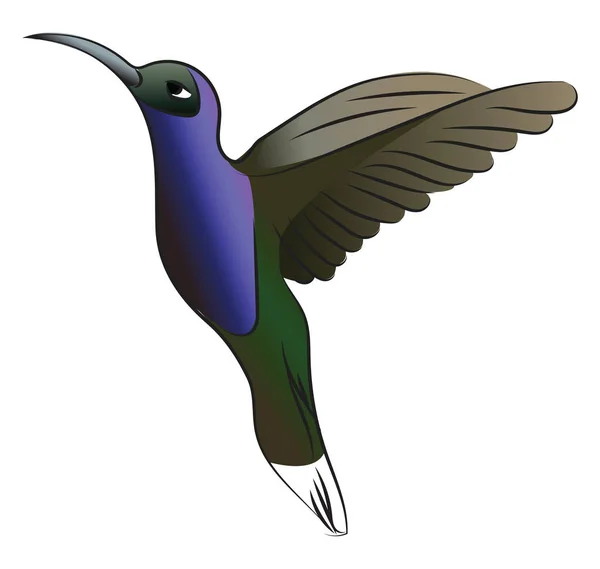 Vecteur colibri vert et bleu ou illustration couleur — Image vectorielle