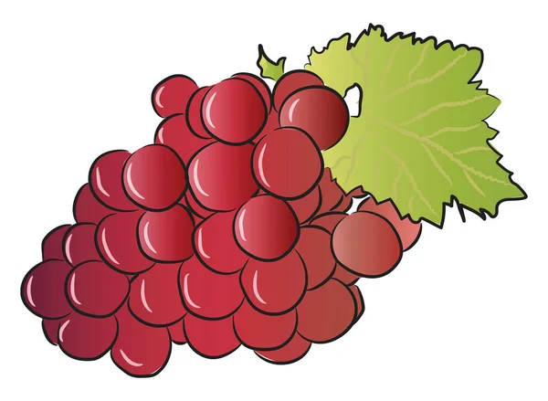 Red grape bunch buah vektor atau ilustrasi warna - Stok Vektor