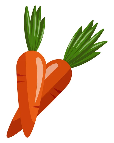 Две моркови, векторная цветная иллюстрация . — стоковый вектор