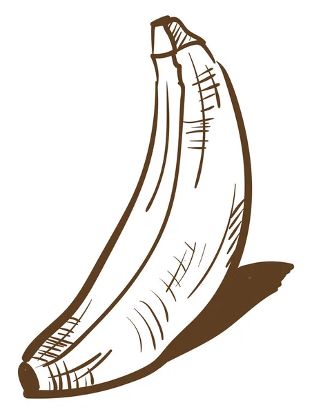Sketch banana, vector color illustration. — Stock Vector