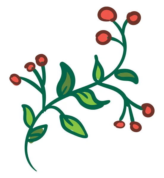 Bitterzoete plant, Vector kleur illustratie. — Stockvector